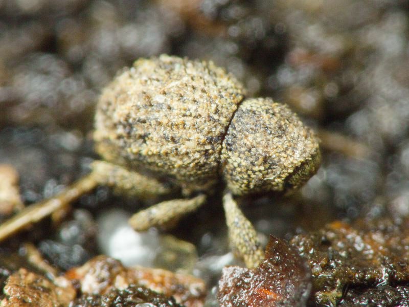 Acalles (Acalles) echinatus (Germar, 1824)